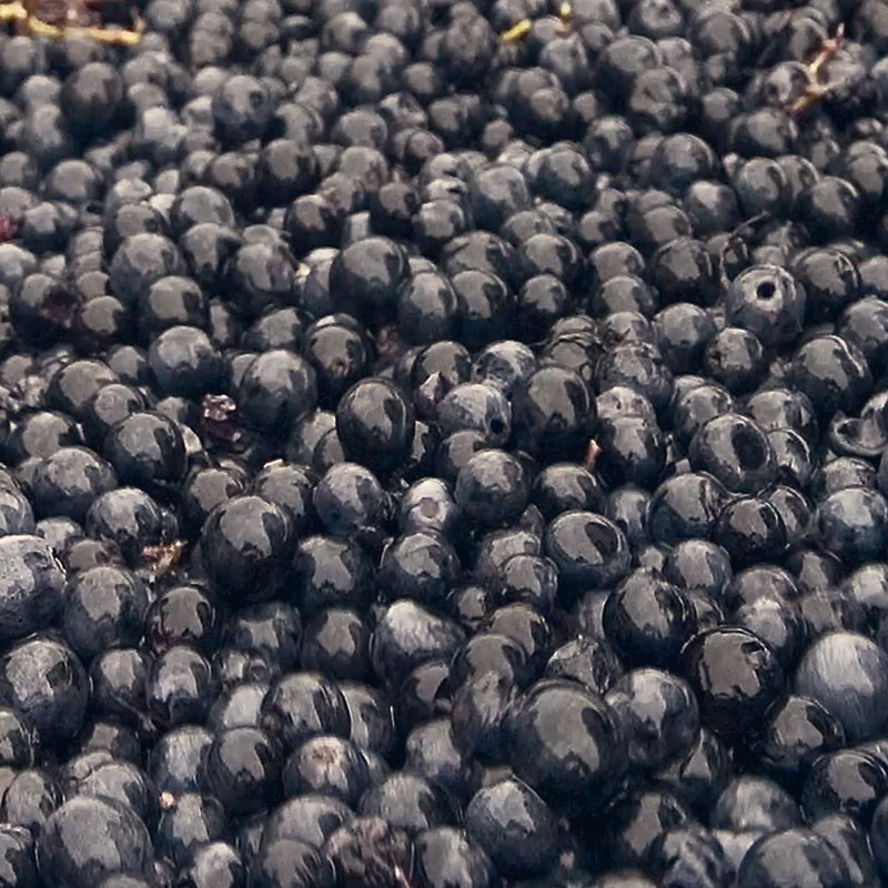 raisins vignes cevennes